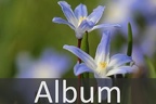 Spargelgewächse (Asparagaceae)